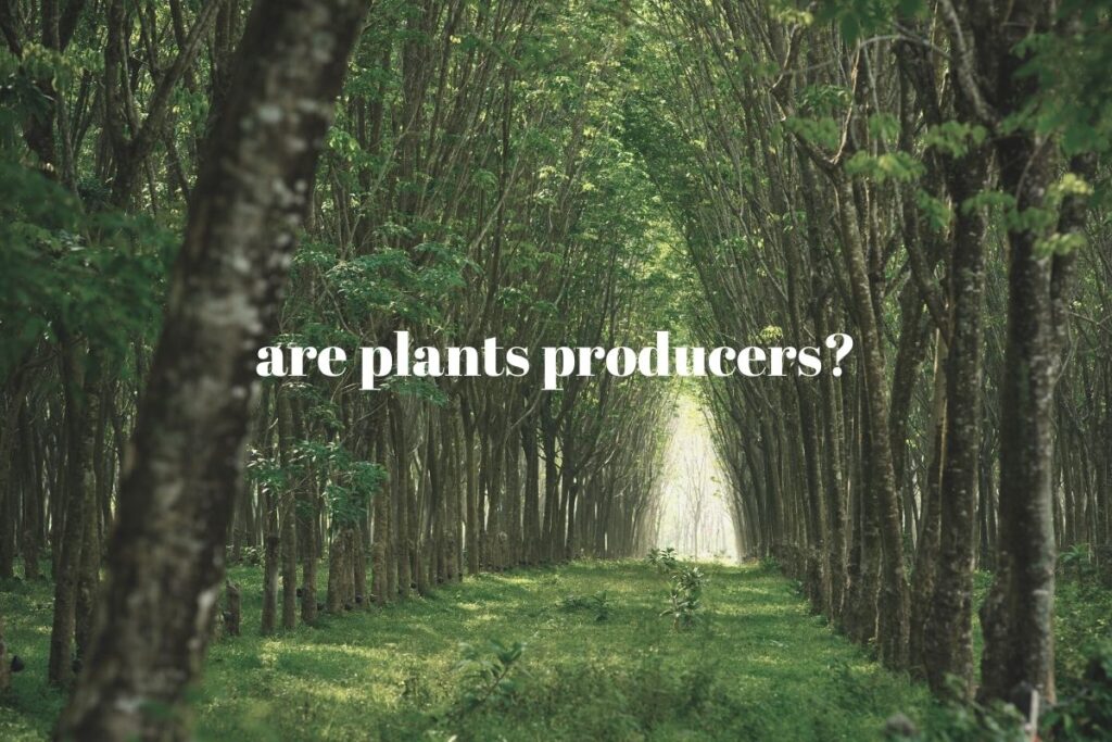 Are Plants Producers or Consumers? (Position in Food Chain)